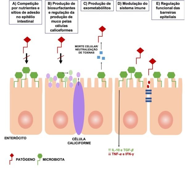 candidiase de repeticao uso de probioticos como terapia complementar